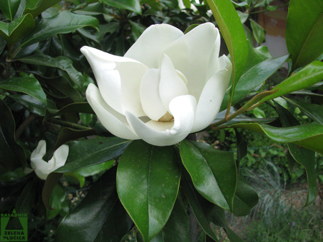 Magnolia grandiflora - Zimzelena magnolia